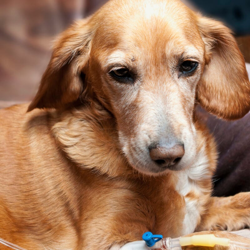 dog lying on bed with cannula in vein taking infusion